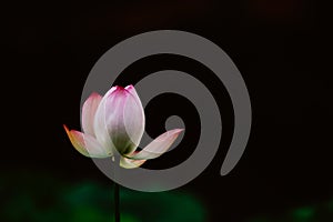 The lotus in bud is in front of the dark background