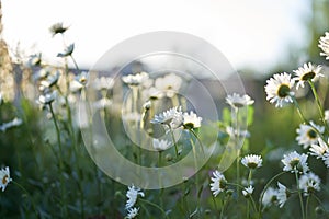 There are many meadow flowers of daisies in close-up, against the background of a dark brown wooden house. An airy