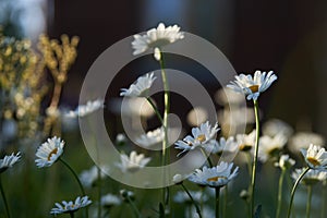 There are many meadow flowers of daisies in close-up, against the background of a dark brown wooden house. An airy