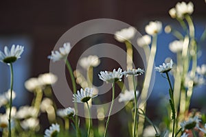 There are many meadow flowers of daisies in close-up, against the background of a dark brown wooden house. An airy