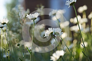 There are many meadow flowers of daisies in close-up, against the background of a dark brown wooden house. An airy