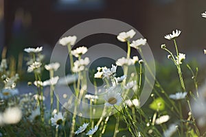 There are many meadow flowers of daisies in close-up, against the background of a dark brown wooden house. An airy