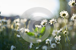 There are many meadow flowers of daisies in close-up, against the background of a dark brown wooden house. An airy