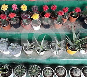 There are many plant namely cactus, aloe vera,Succulent plant