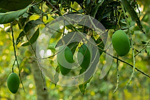 There are many raw green mangoes hanging on a big mango tree