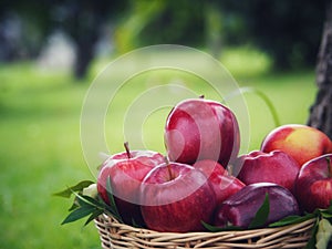 There are many red apples in the basket. Put on the grass