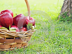 There are many red apples in the basket. Put on the grass