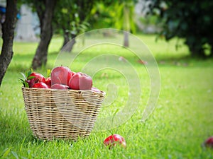 There are many red apples in the basket. Put on the grass