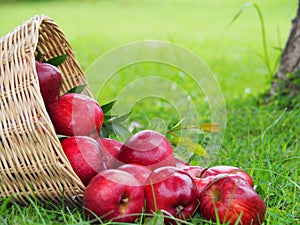 There are many red apples in the basket. Put on the grass