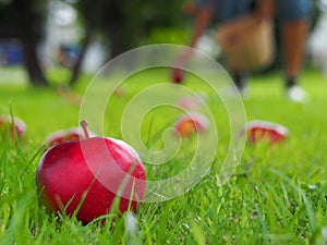 There are many red apples in the basket. Put on the grass