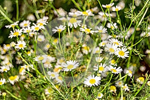 There are many small daisy flowers on the field