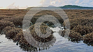 There are many staghorn coral in the sea.