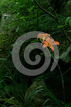 Lycoris radiata flower grows in green plants. photo