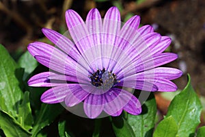 There are many varieties and colors of Spanish daisy flowers