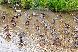 There are many wild ducks in the shallow waters of the lake near the shoreline.