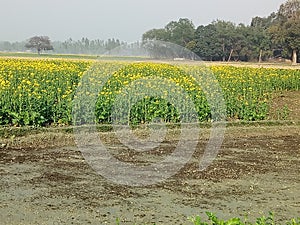 There is a masterd crop with flowers in India