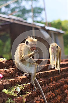 Are there monkeys in Sri Lanka?