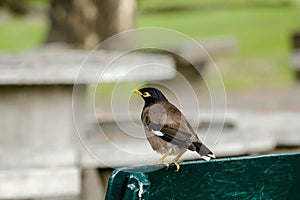 Mynas is on a chair in the park.