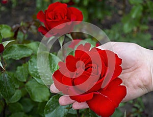 There is one beautiful red rose in his hand.
