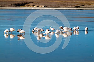 There is plenty of flamingos living in Laguna Collpa lake in Reserva Nacional de Fauna Andina Eduardo Avaroa protected