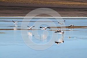 There is plenty of flamingos living in Laguna Collpa lake in Reserva Nacional de Fauna Andina Eduardo Avaroa protected