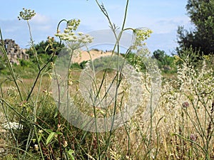 There are pratal flowers in-field