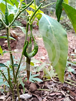 There are green chillies on the chilli tree