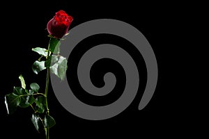 There is red rose with green leafs on the black background. Happy Valentine`s Day