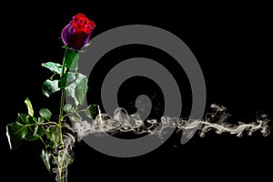 There is red rose with green leafs on the black background. There is smoke near. Happy Valentine`s Day