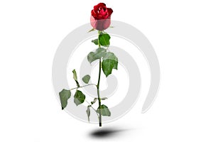 There is red rose with green leafs on the white background. Happy Valentine`s Day