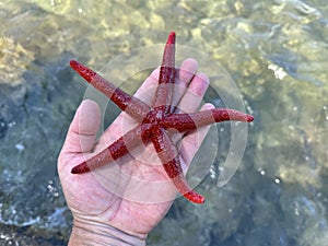 There is a red starfish on the palm. Starfish in the hands of a girl. Marine animal, red inhabitant of the Adriatic Sea