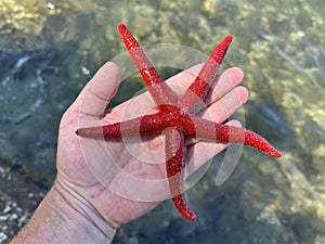 There is a red starfish on the palm. Starfish in the hands of a girl. Marine animal, red inhabitant of the Adriatic Sea