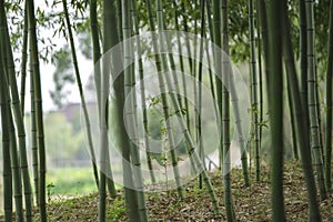 There are rhythmic bamboo forests one after another.