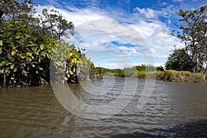 There is rich vegetation on the banks of the river Tempisque. Costa Rica