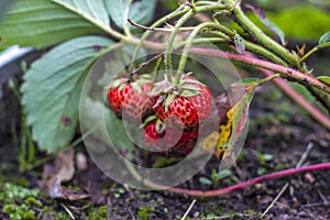 There are ripe strawberries in the garden. Dirty berry after heavy rain.