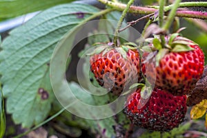 There are ripe strawberries in the garden. Dirty berry after heavy rain.