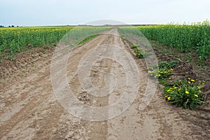 There is a road between the field of rapeseed