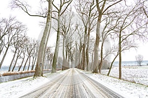 There is a road in the snow between two rows of trees