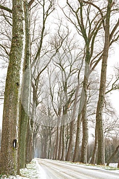 There is a road in the snow between two rows of trees