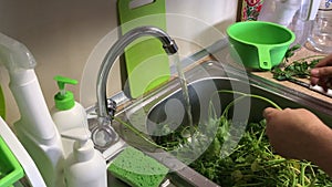 There`s a lot of parsley in the kitchen sink. The man sorts it and washes it under a stream of water