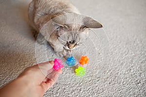 Curious and exited Devon Rex cat with new toys - special toy ball made in neon colors covered with small round nubs. photo