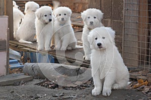 There are several fluffy white Italian Shepherd puppies sitting on the street