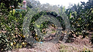 Grapefruit photo