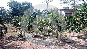 Grapefruit photo