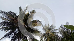 Edges of coconut trees backgrounding blue sky