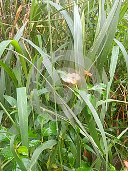 there are some small flowers in the grass.