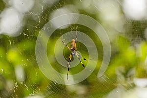 there is a spider in the middle of a web on its back