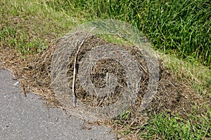 There is a stack of mowed dry grass on the ground