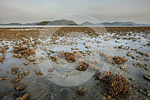 There is Staghorn Coral\'s field on the Beach at Phuket,Thailand. They show up when low tidal current. This is a problem from