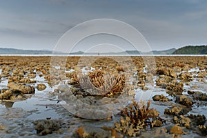 There is Staghorn Coral\'s field on the Beach at Phuket,Thailand. They show up when low tidal current. This is a problem from